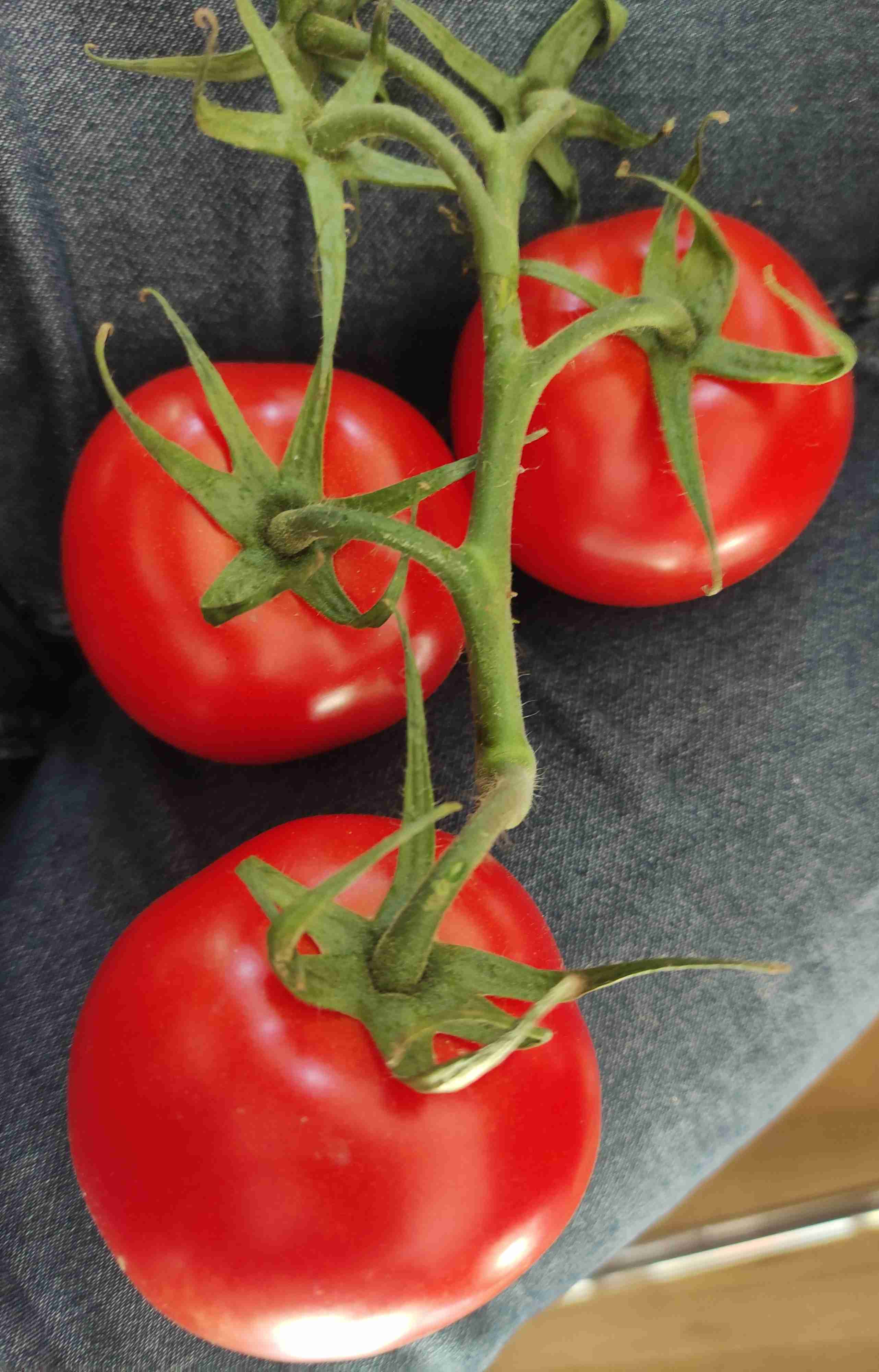 Tomaten - Rispen - lose