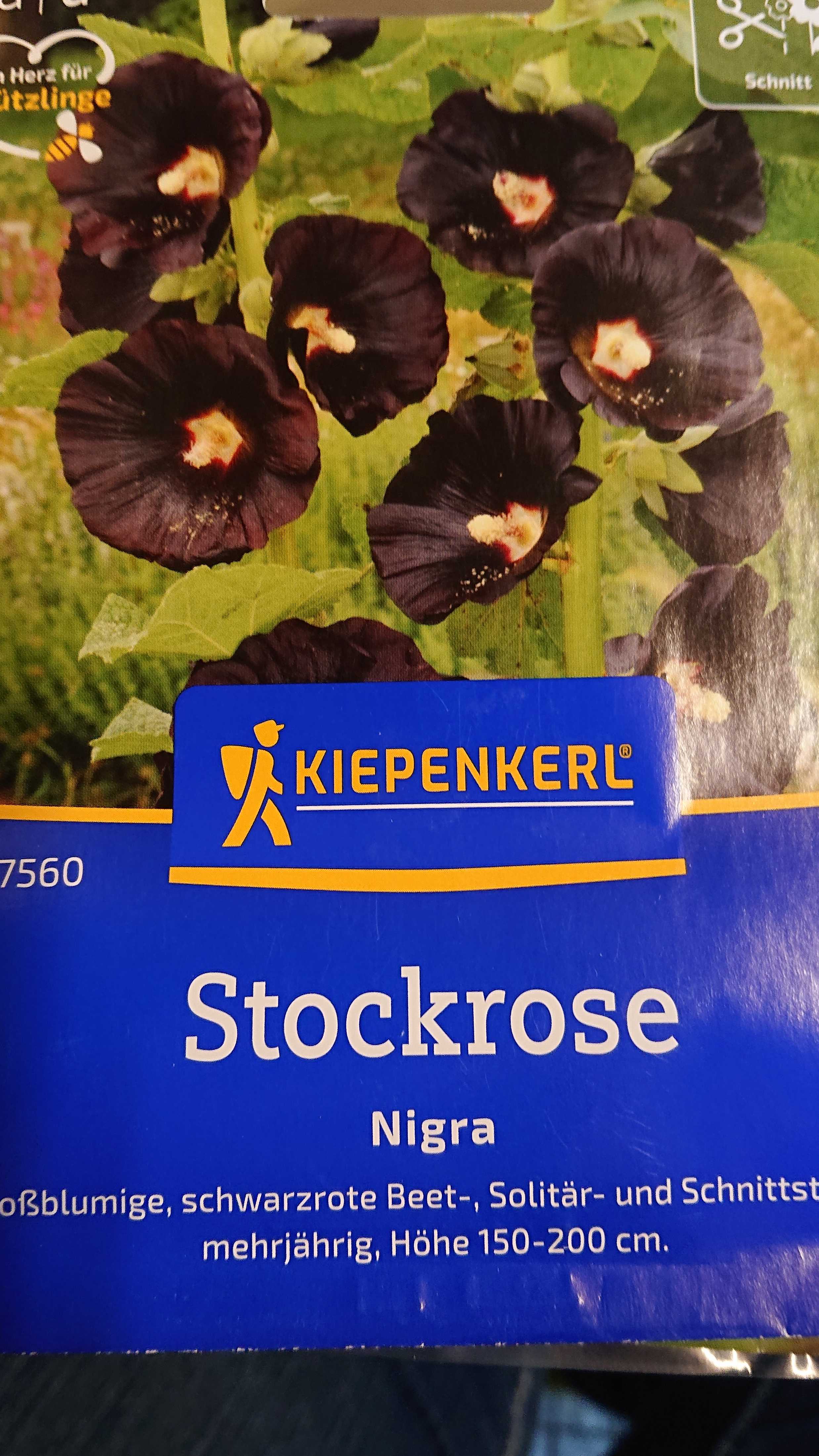 Stockrose nigra Samen