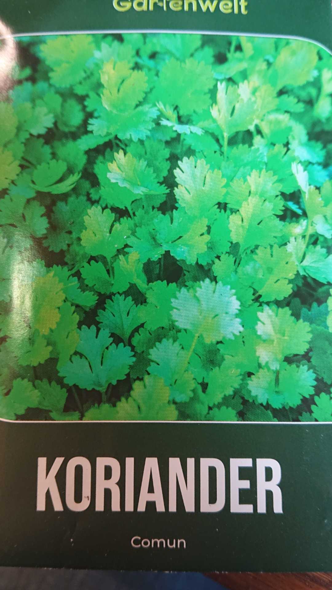 Koriander Samen